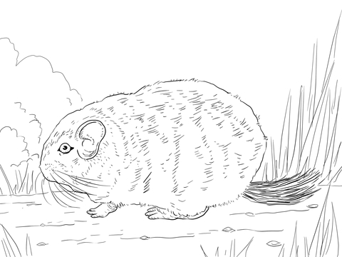 Short Tailed Chinchilla Coloring Page